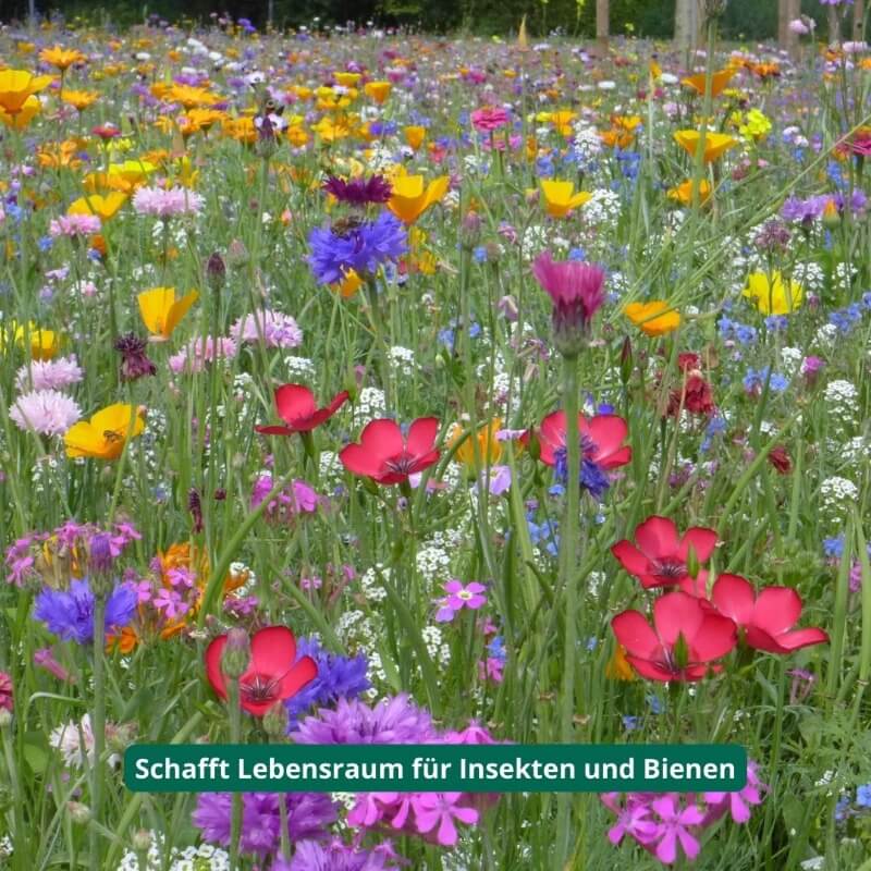 gastgeschenk set blumensamen hochzeit