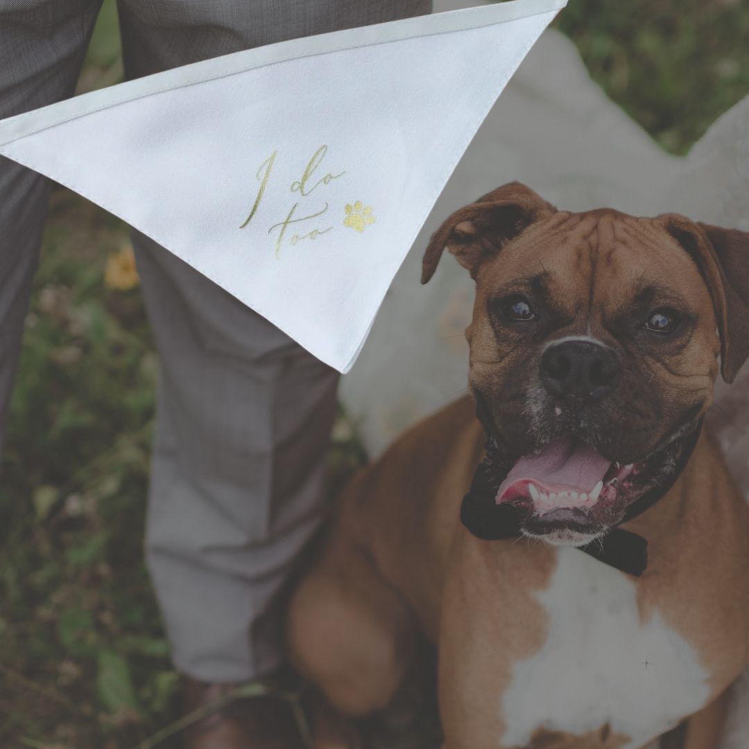 Hunde Halstuch I do too