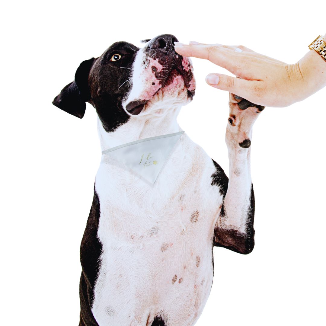 Hunde Halstuch I do too